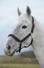 Kantar Dublin - BUCAS graphite/cherry